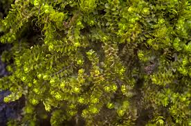 Attēlu rezultāti vaicājumam “Lophozia ventricosa”