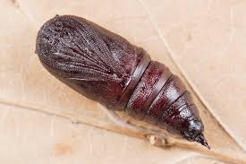 Attēlu rezultāti vaicājumam “Biston strataria”