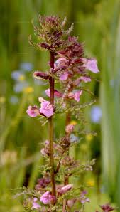 Attēlu rezultāti vaicājumam “Pedicularis palustris”