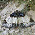 Attēlu rezultāti vaicājumam “Mesoleuca albicillata”