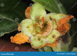 Attēlu rezultāti vaicājumam “Anthonomus pomorum”