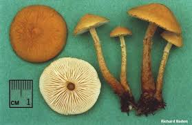 Attēlu rezultāti vaicājumam “Cystoderma amianthinum”