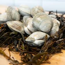 Image result for Clams
