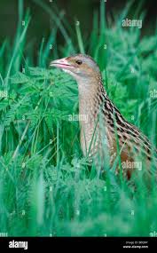 Image result for Crex crex