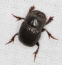 Attēlu rezultāti vaicājumam “Aphodius subterraneus”