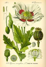Image result for Papaver somniferum