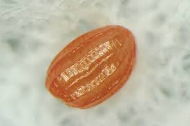 Attēlu rezultāti vaicājumam “Catoptria permutatellus”