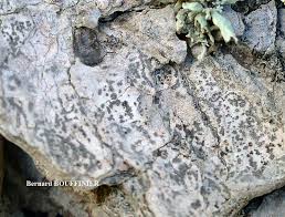 Attēlu rezultāti vaicājumam “Arthonia leucopellaea”