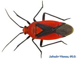 Attēlu rezultāti vaicājumam “Miridae”