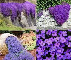 Image result for Aubrieta hybrida (cultorum)