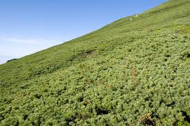 Attēlu rezultāti vaicājumam “Pinus pumila”