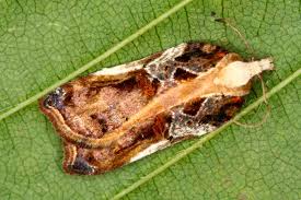 Attēlu rezultāti vaicājumam “Acleris cristana”