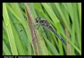 Attēlu rezultāti vaicājumam “Sympetrum danae”