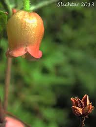 Attēlu rezultāti vaicājumam “Menziesia ferruginea”