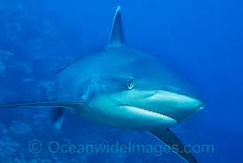 Image result for Carcharhinus albimarginatus