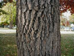 Attēlu rezultāti vaicājumam “Catalpa ovata fruit”