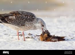 Attēlu rezultāti vaicājumam “Scolopax rusticola juvenile”