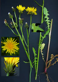 Attēlu rezultāti vaicājumam “Crepis biennis”