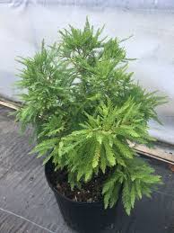 Attēlu rezultāti vaicājumam “Taxodium distichum”