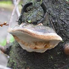 Attēlu rezultāti vaicājumam “Phellinus populicola”