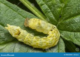 Attēlu rezultāti vaicājumam “Mamestra brassicae pupa”