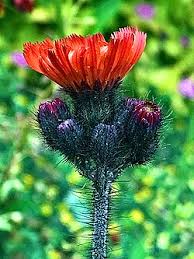 Attēlu rezultāti vaicājumam “Pilosella aurantiaca”