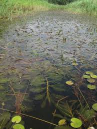 Attēlu rezultāti vaicājumam “Potamogeton lucens leaf”