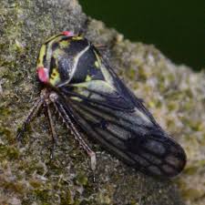 Attēlu rezultāti vaicājumam “Oncopsis sp.”