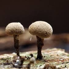 Attēlu rezultāti vaicājumam “Phleogena faginea young”