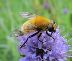 Attēlu rezultāti vaicājumam “Arctophila superbiens”