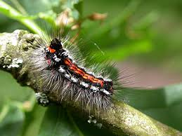 Attēlu rezultāti vaicājumam “Euproctis similis larva”