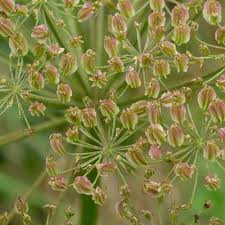 Attēlu rezultāti vaicājumam “Laserpitium latifolium flower”