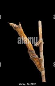 Attēlu rezultāti vaicājumam “Selenia dentaria larva”