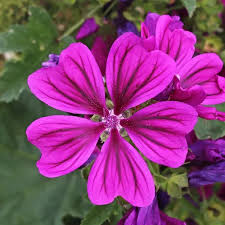Image result for Malva sylvestris var. mauritiana