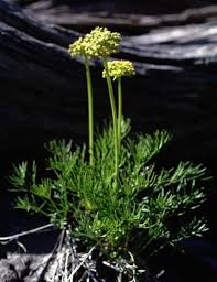 Attēlu rezultāti vaicājumam “Lycogala maculatum sessile”