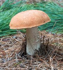 Attēlu rezultāti vaicājumam “Leccinum vulpinum”