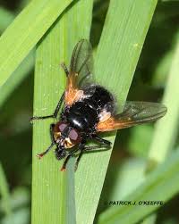 Attēlu rezultāti vaicājumam “Mesembrina meridiana”