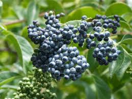 Attēlu rezultāti vaicājumam “Sambucus nigra fruit”