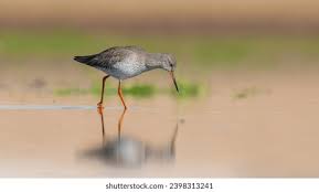 Attēlu rezultāti vaicājumam “Tringa totanus adult”