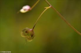 Attēlu rezultāti vaicājumam “Veronica scutellata bud”