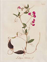 Attēlu rezultāti vaicājumam “Lathyrus tuberosus”
