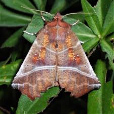 Attēlu rezultāti vaicājumam “Scoliopteryx libatrix”