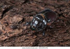 Attēlu rezultāti vaicājumam “Oryctes nasicornis male”