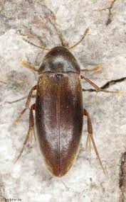 Attēlu rezultāti vaicājumam “Melandrya dubia”