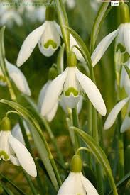 Attēlu rezultāti vaicājumam “Galanthus nivalis flower”