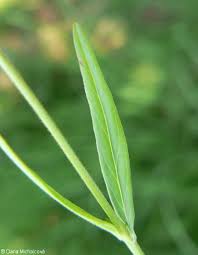 Attēlu rezultāti vaicājumam “Epilobium palustre leaf”