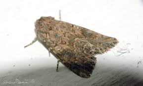 Attēlu rezultāti vaicājumam “Hadula trifolii”