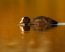 Attēlu rezultāti vaicājumam “Fulica atra”