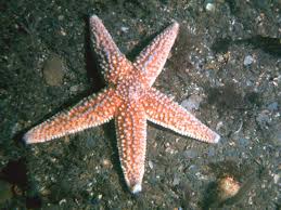 Image result for Asterias rubens