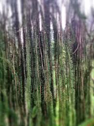 Attēlu rezultāti vaicājumam “Picea abies fo. virgata”